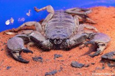 Dünnschwanz-Skorpion (Hadogenes bicolor) im Kölner Zoo