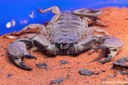 Hadogenes bicolor