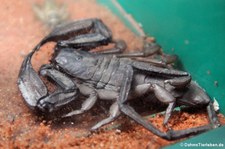 Spaltenskorpion (Hadogenes troglodytes) im Kölner Zoo