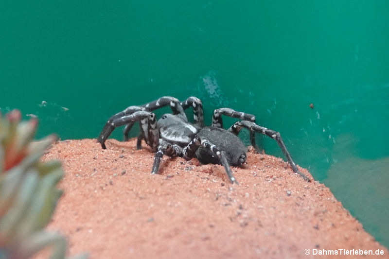 Deserta-Tarantel
(Hogna ingens) Hogna ingens