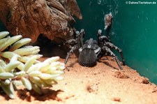 Deserta-Tarantel (Hogna ingens) im Kölner Zoo