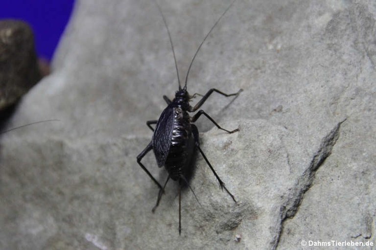 Homoeogryllus xanthographus