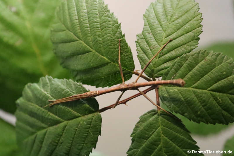 Hypocyrtus scythrus-2