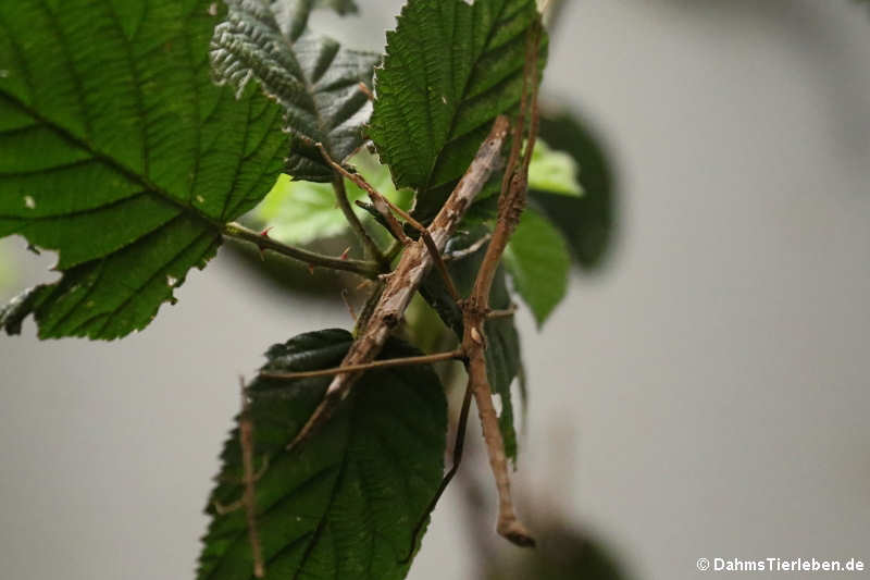 Hypocyrtus scythrus-1