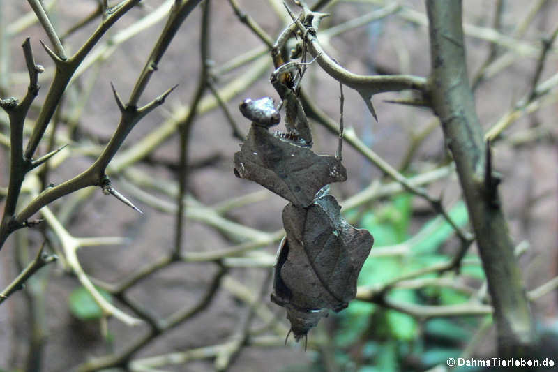 Idolomantis diabolica-2