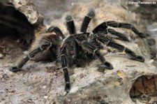 Bahia-Riesenvogelspinne (Lasiodora klugi) im Kölner Zoo