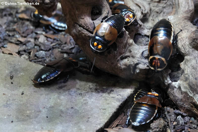 Lucihormetica verrucosa-2