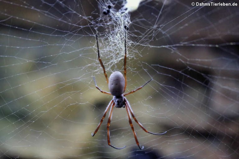 Trichonephila edulis