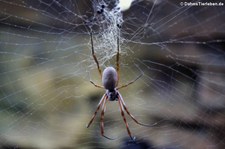 Seidenspinne (Nephila edulis) im Kölner Zoo