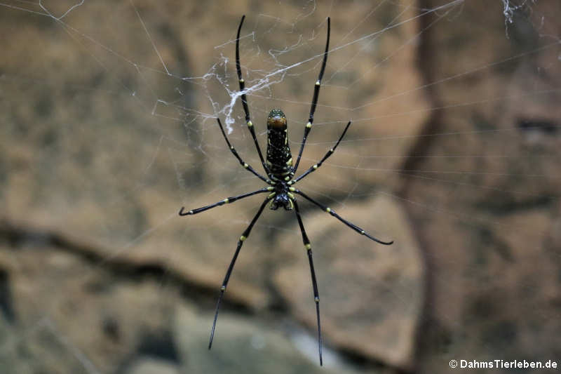 weibliche Seidenspinne (Nephilia senegalensis)