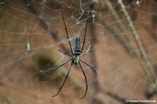 männliche Seidenspinne (Nephila pilipes) im Kölner Zoo