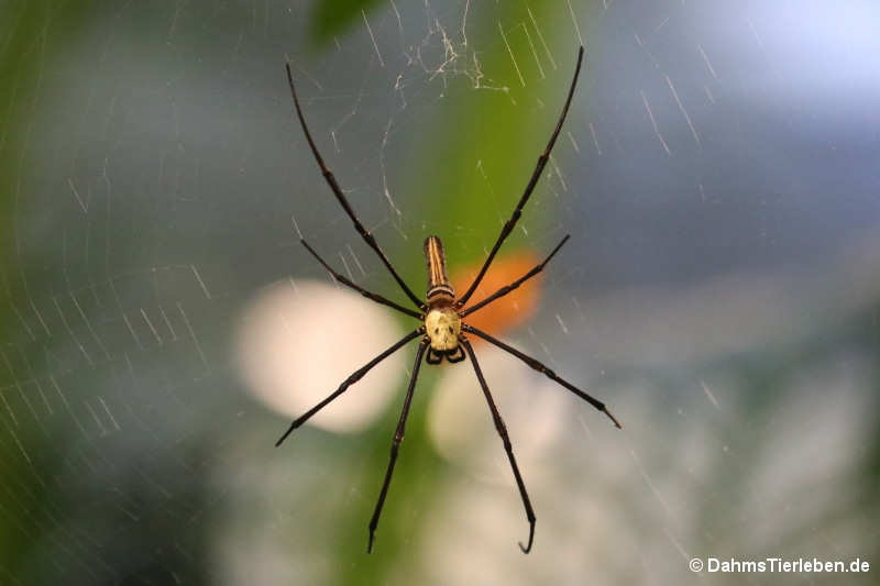 Seidenspinne (Nephilia spec.)