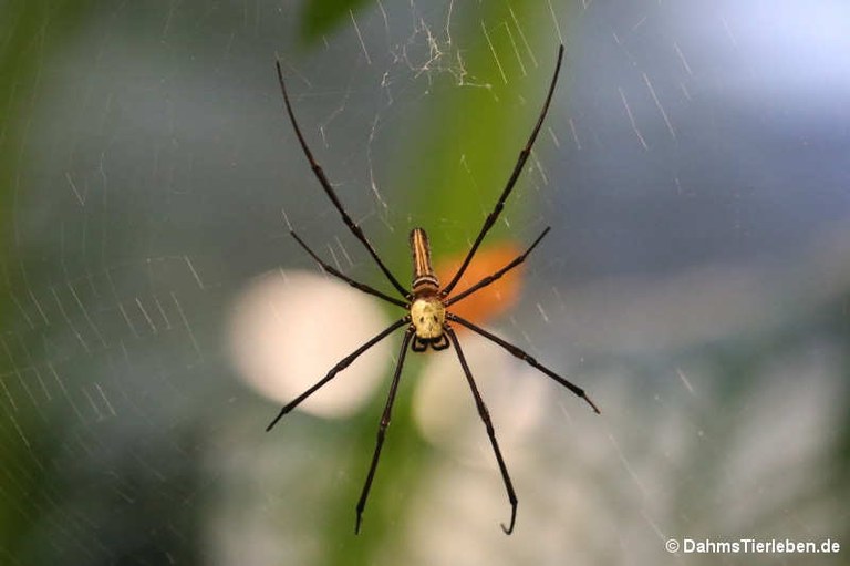 Nephila spec.