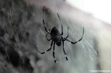 Kleine Seidenspinne (Nephilengys malabarensis) im Kölner Zoo