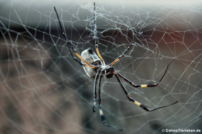 männliche Seidenspinne (Nephilia senegalensis)