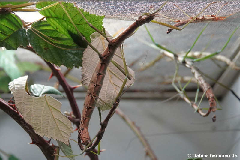 Nui-Chua-Stabschrecken
(Nuichua rabaeyae) Nuichua rabaeyae