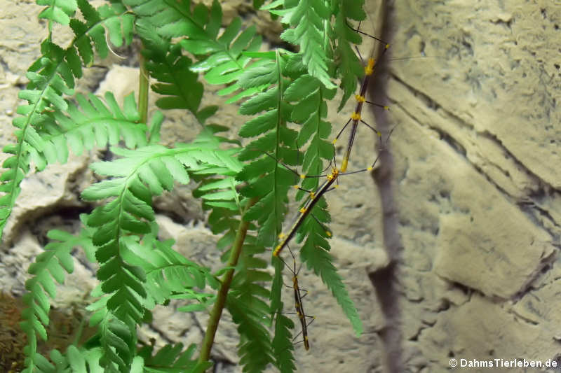 männliche Peruanische Farnstabschrecke (Oreophoetes peruana)