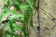 männliche Peruanische Farnstabschrecke (Oreophoetes peruana) im Kölner Zoo
