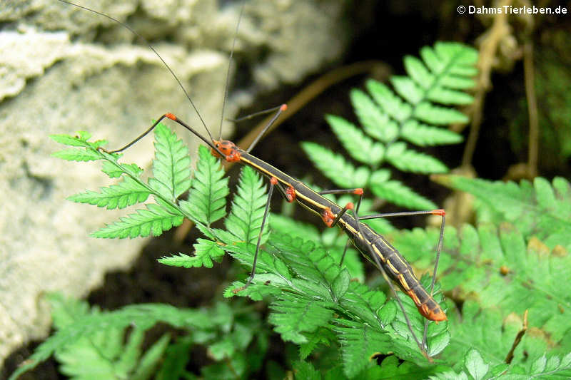 weibliche Peruanische Farnstabschrecke (Oreophoetes peruana)