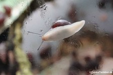 Seychellen-Schnecke (Pachnodus fregatensis) im Kölner Zoo