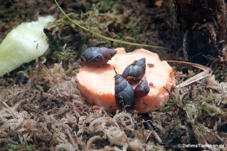 Pachnodus fregatensis