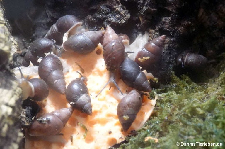 Pachnodus fregatensis