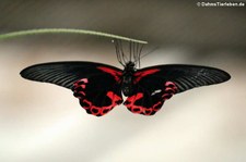 Papilio deiphobus-3