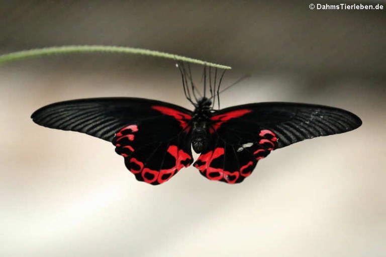 Papilio deiphobus