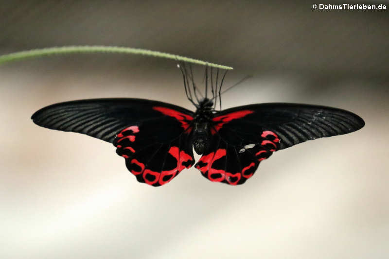 Papilio deiphobus