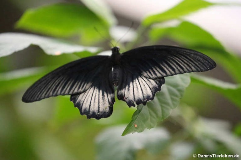 Papilio memnon