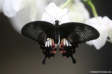 Kleiner Mormon (Papilio polytes) im Kölner Zoo