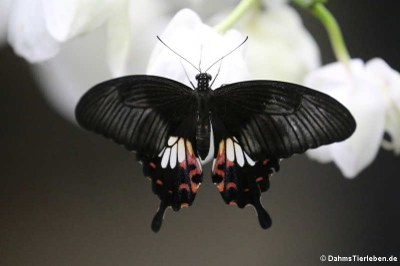 Kleiner Mormon (Papilio polytes)