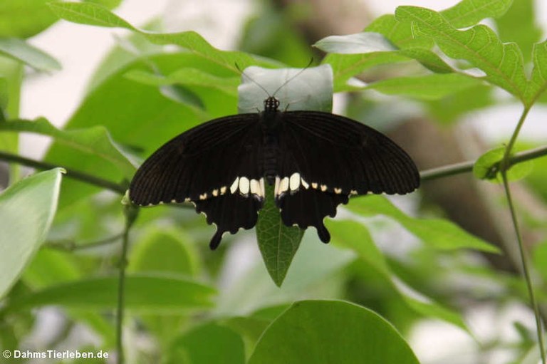 Papilio polytes