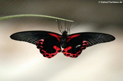 Scharlachroter Schwalbenschwanz (Papilio rumanzovia)