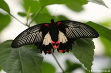 Scharlachroter Schwalbenschwanz (Papilio rumanzovia) im Kölner Zoo