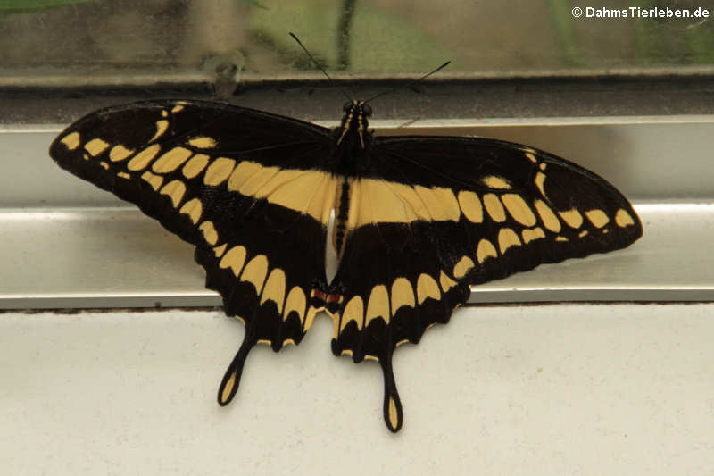 Königs-Schwalbenschwanz (Papilio thoas)