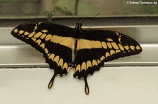 Königs-Schwalbenschwanz (Papilio thoas) im Kölner Zoo
