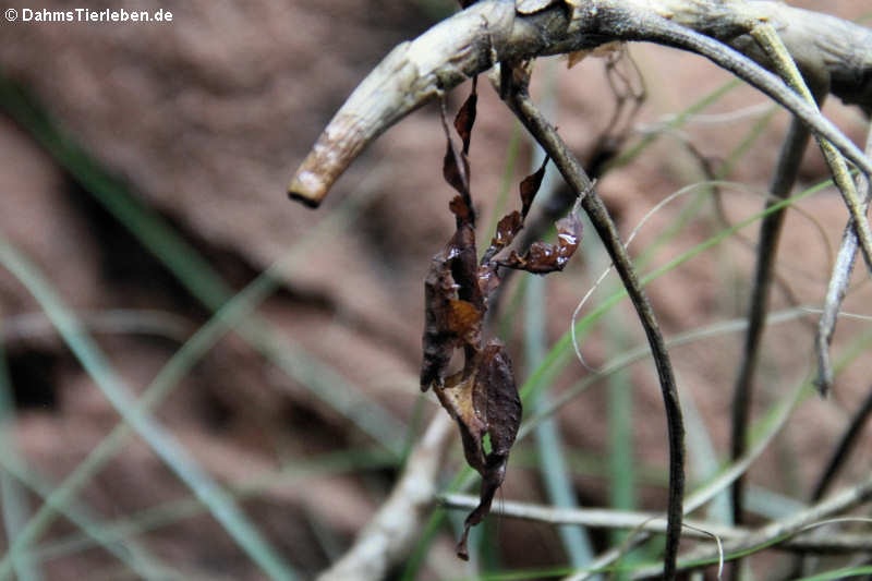 Geistermantis (Phyllocrania paradoxa)