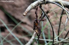 Geistermantis (Phyllocrania paradoxa) im Kölner Zoo