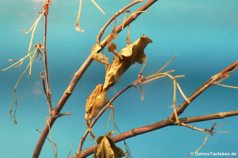 Phyllocrania paradoxa-1