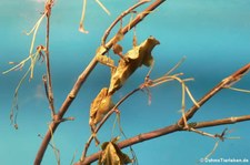 Geistermantis (Phyllocrania paradoxa) im Kölner Zoo