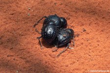 Pimelia confusa im Kölner Zoo 