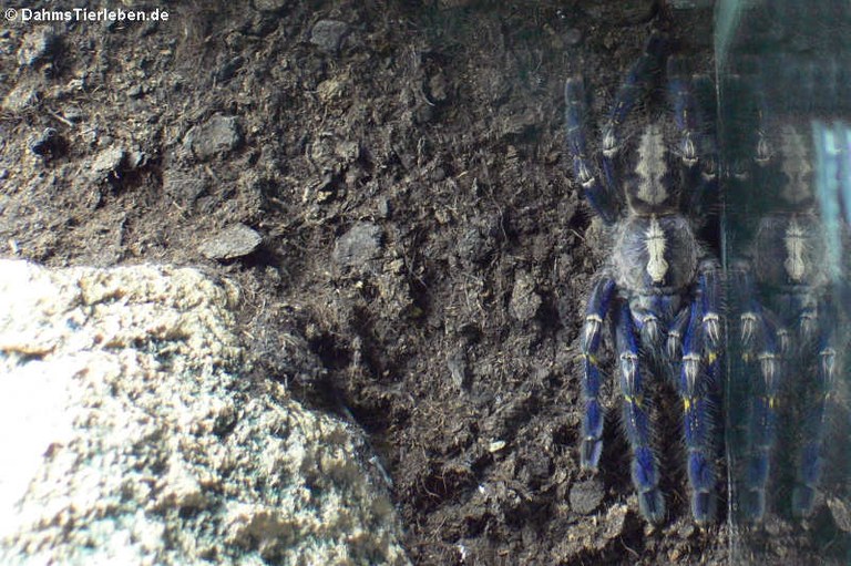 Poecilotheria metallica