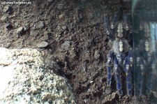 Blaue Ornament-Vogelspinne (Poecilotheria metallica) im Kölner Zoo