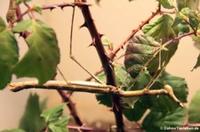 Pferdekopfheuschrecke (Pseudoproscopia latirostris) im Kölner Zoo