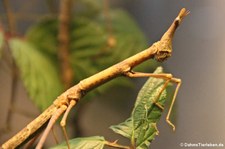 Pferdekopfheuschrecke (Pseudoproscopia latirostris) im Kölner Zoo