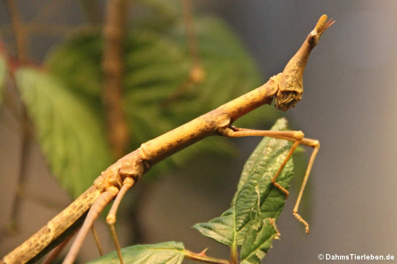 Pferdekopfheuschrecke (Pseudoproscopia latirostris)