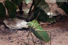 Riesenblattheuschrecke (Siliquofera grandis) im Kölner Zoo