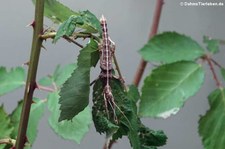 Sungay-Gespenstschrecke (Sungaya inexpectata) im Kölner Zoo