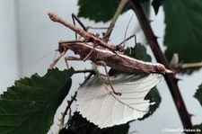 Sungay-Gespenstschrecke (Sungaya inexpectata) im Kölner Zoo